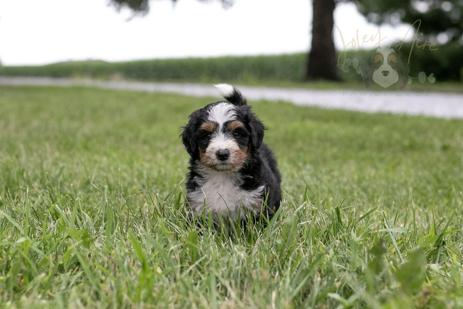 Diana Barry Bernedoodle Puppy-63.jpg