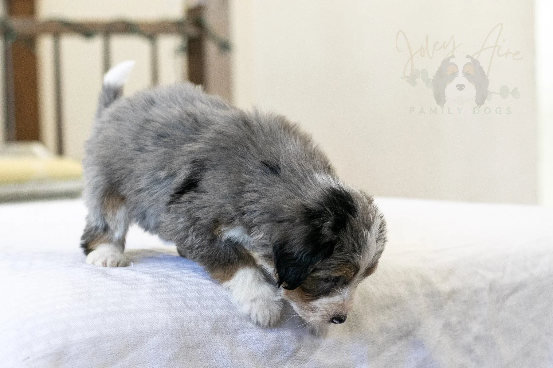 Fuji Bernedoodle Puppy-13.jpg