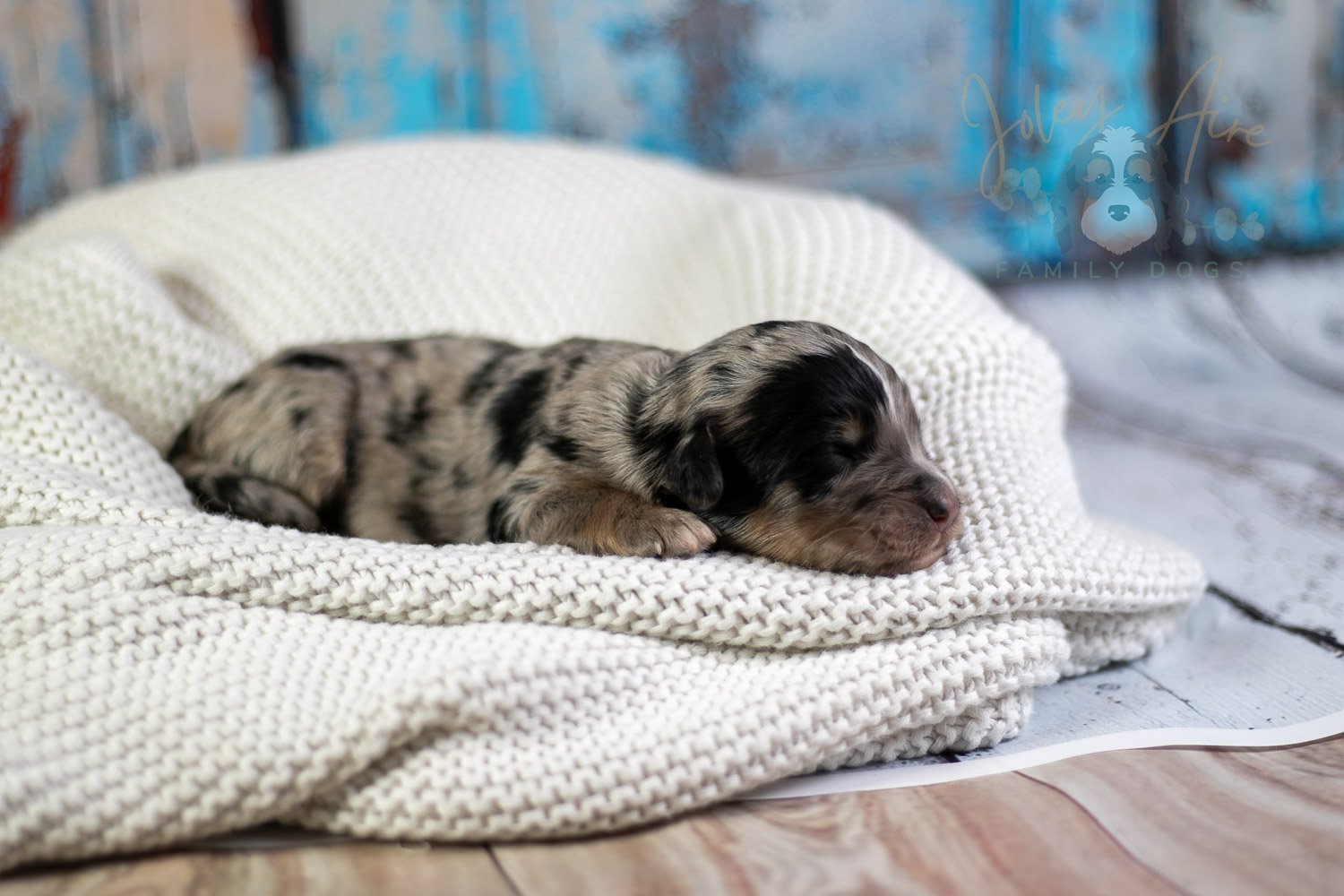 Frida Kahlo Bernedoodle Puppy-19.jpg