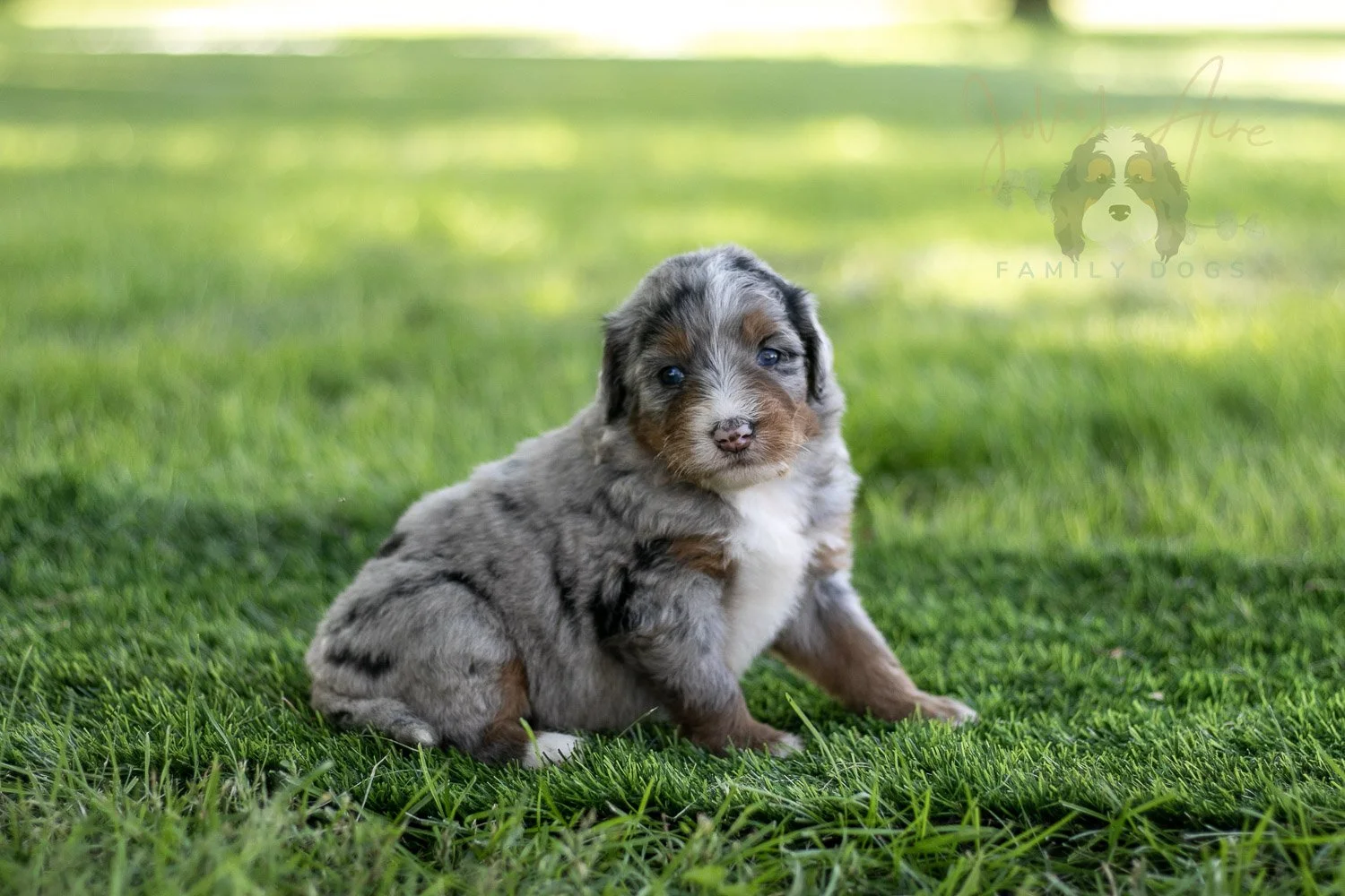 Rachel Lynde Bernedoodle Puppy-556.jpg