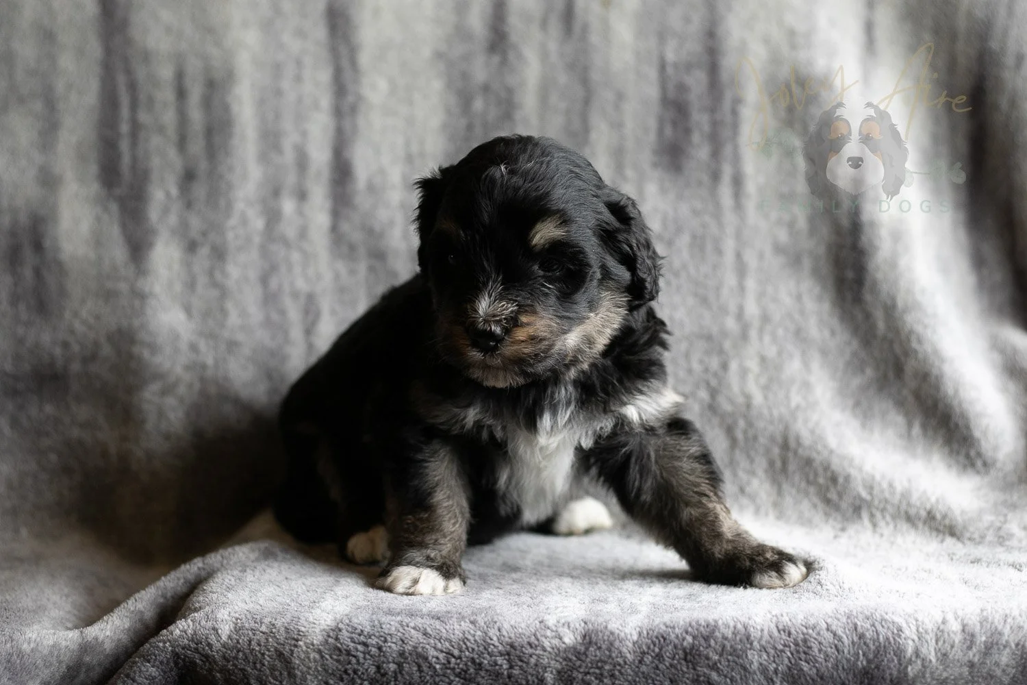 Georgia Bernedoodle Puppy-180.jpg