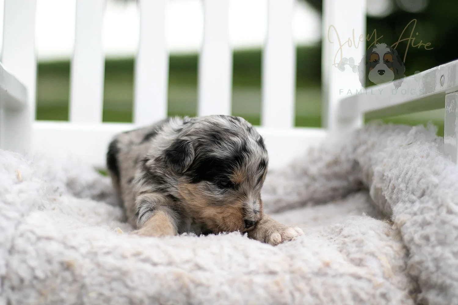 Mary Cassatt Bernedoodle Puppy-669.jpg