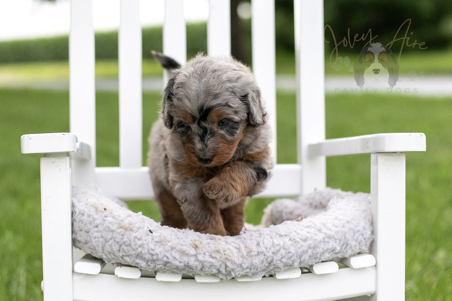 Marrila Cuthbert Bernedoodle Puppy-960.jpg