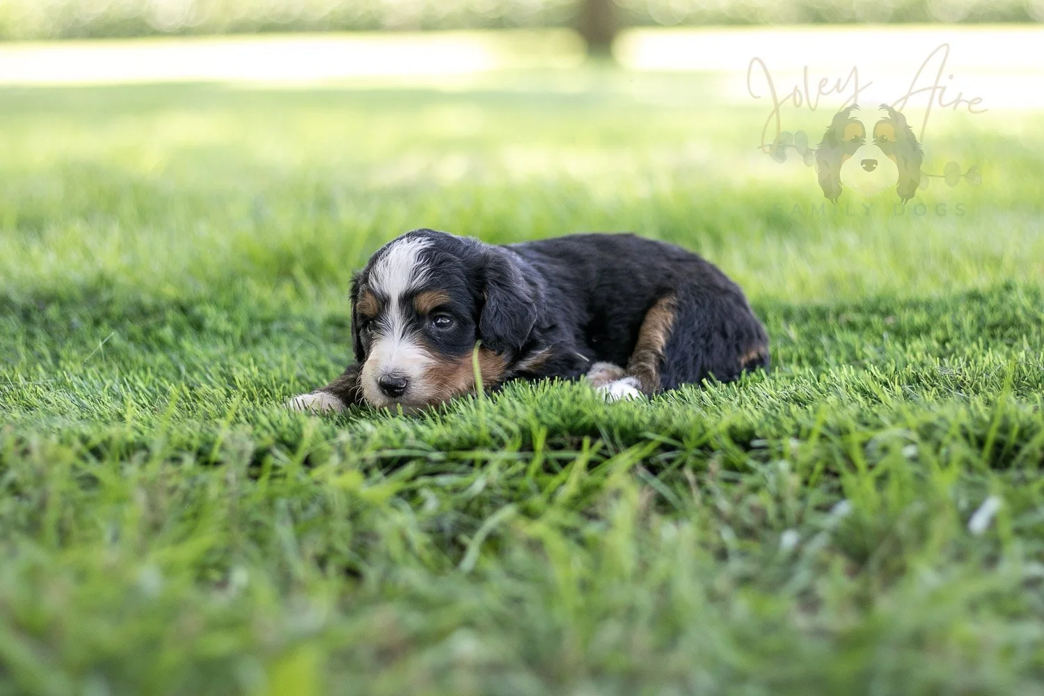 Diana Barry Bernedoodle Puppy-565.jpg