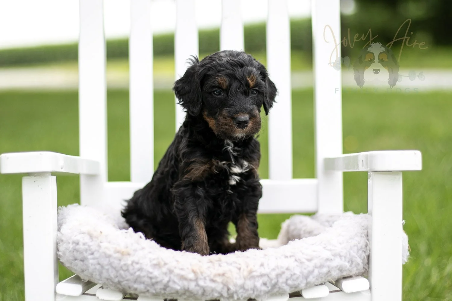 Acadia Bernedoodle Puppy-834.jpg