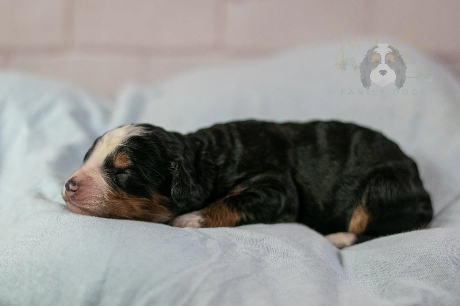 Anne Shirley Bernedoodle Puppy-25.jpg