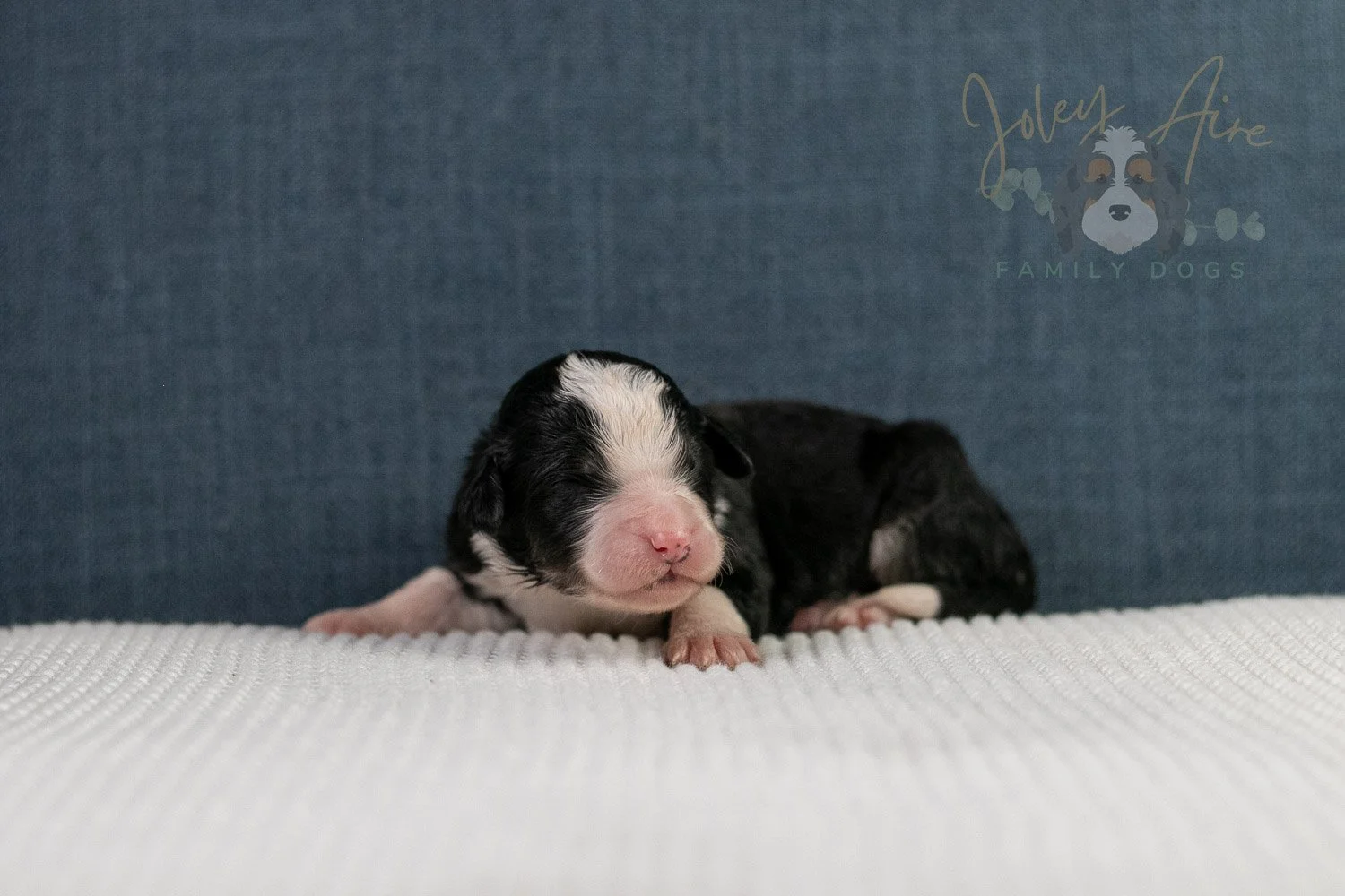 Auggie Bernedoodle Puppy-54.jpg