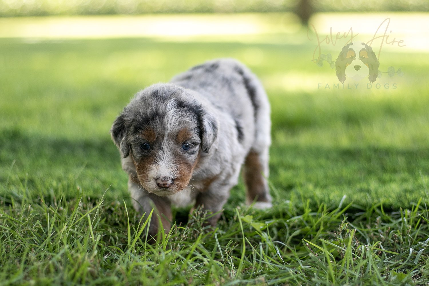 Rachel Lynde Bernedoodle Puppy-550.jpg