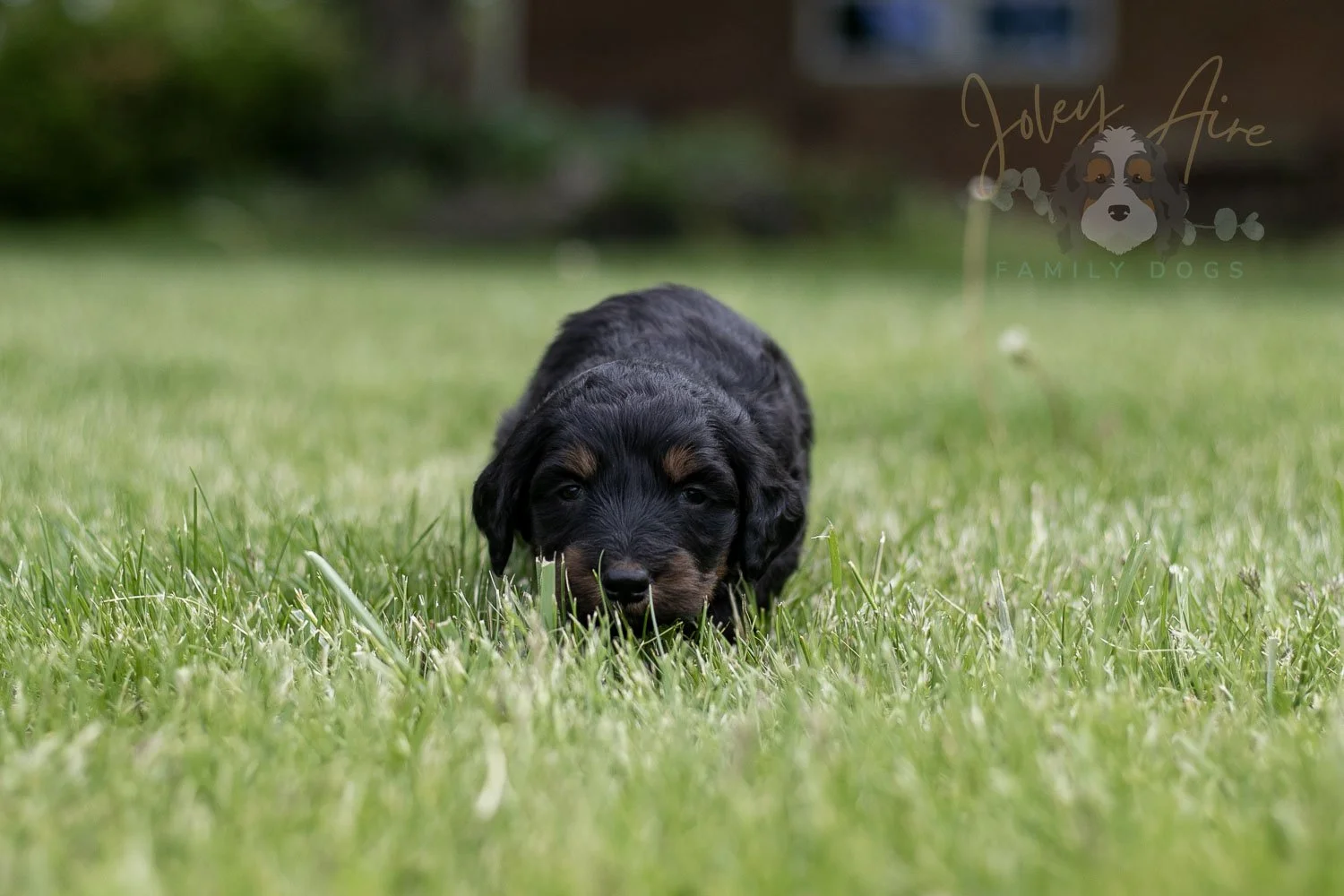 Piano Bernedoodle Puppy-18.jpg