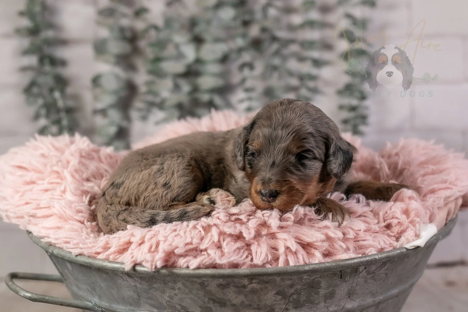 Flute Bernedoodle Puppy-29.jpg