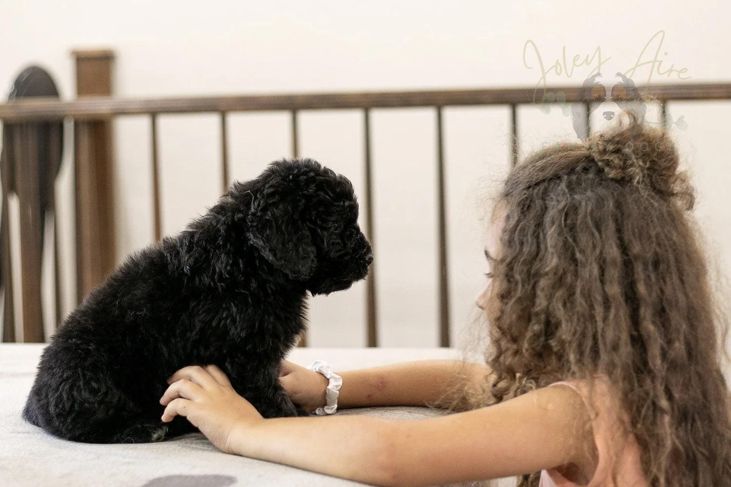 Claude Bernedoodle Puppy-255.jpg
