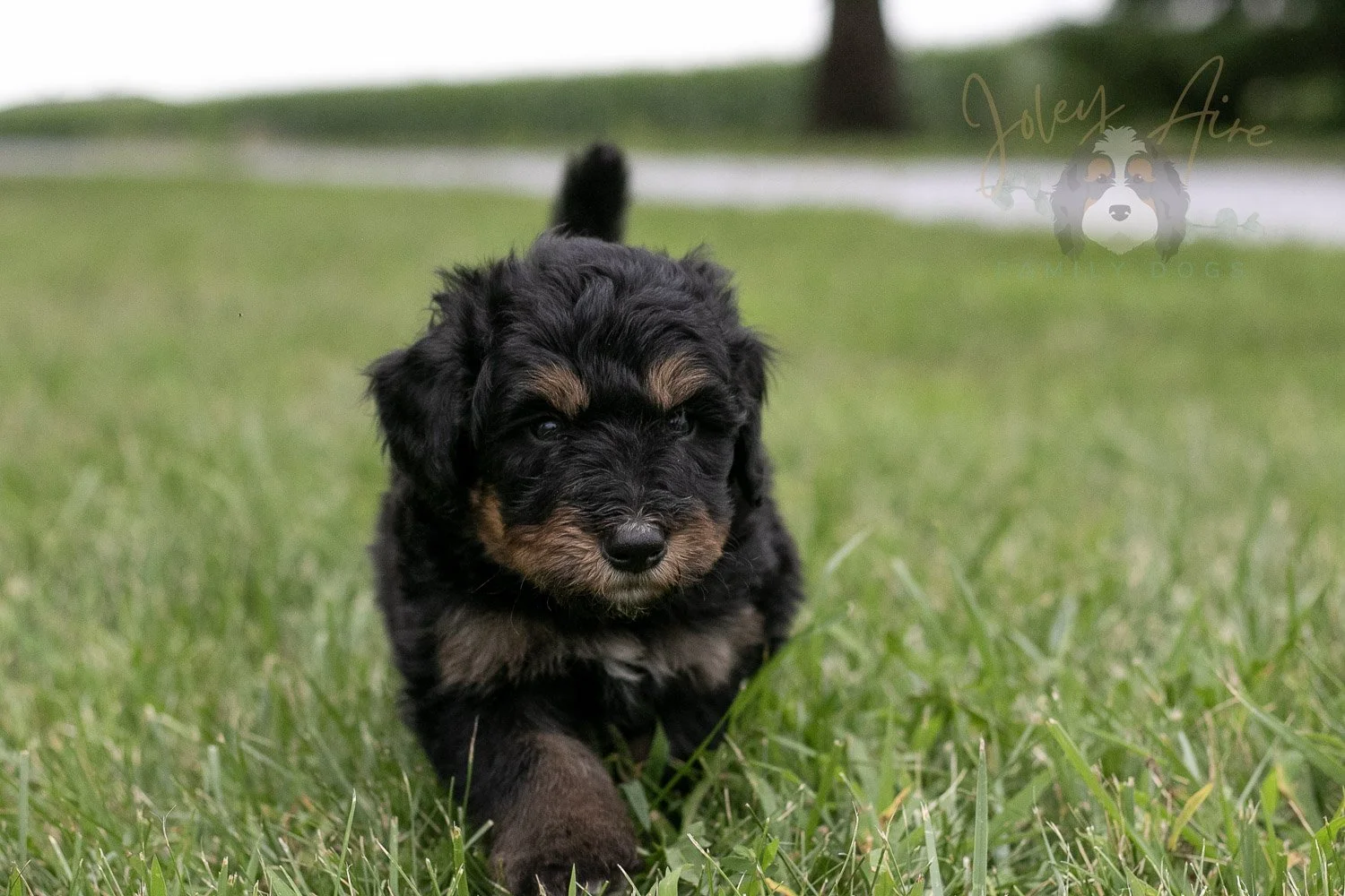 Gilbert Blythe Bernedoodle Puppy-115.jpg