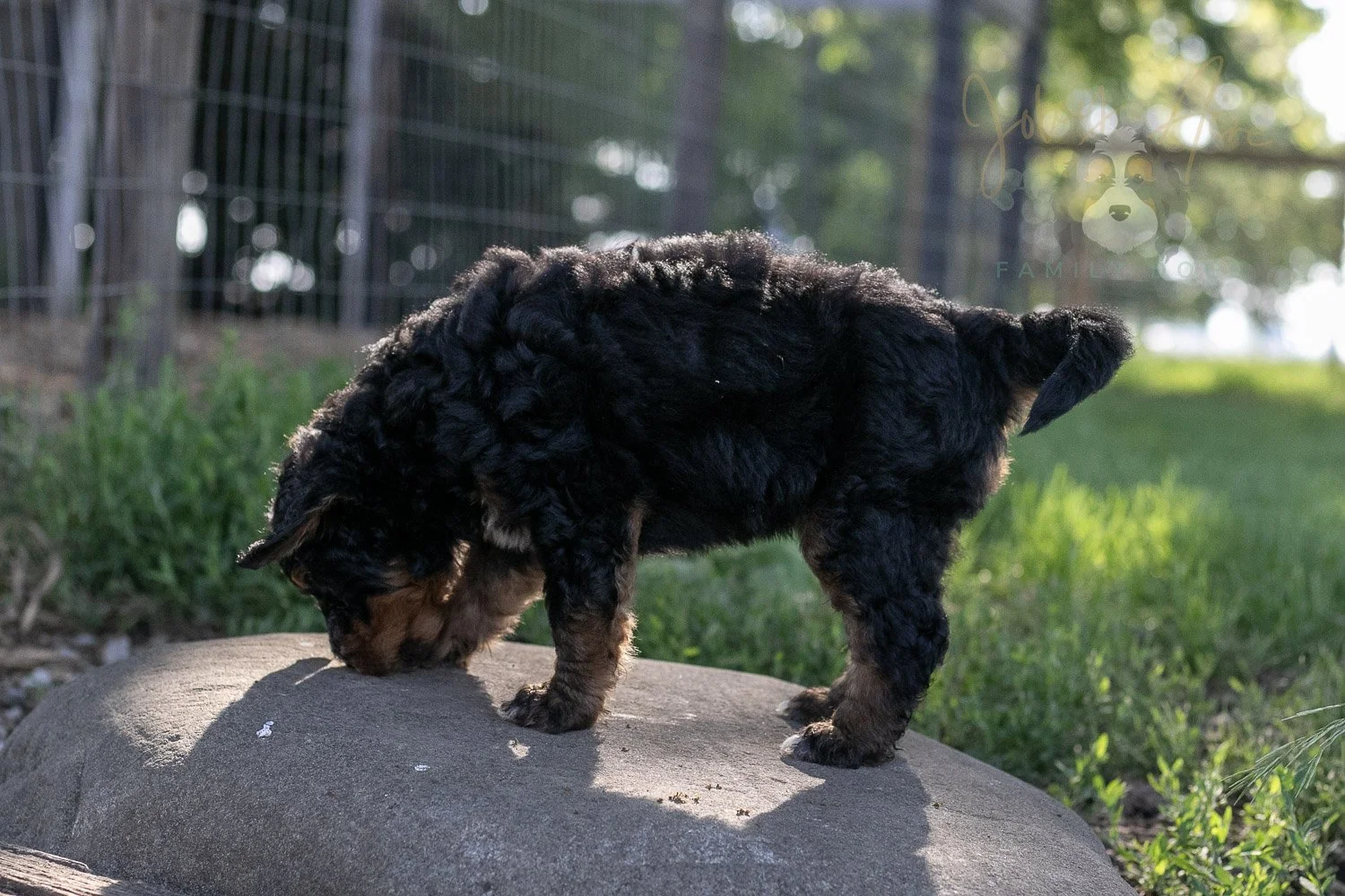 Banjo Bernedoodle Puppy-23.jpg