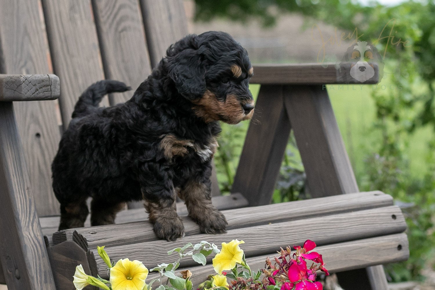 Guitar Bernedoodle Puppy-11.jpg