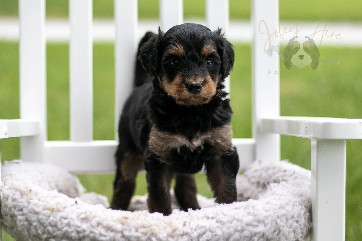 Mini Mae Bernedoodle Puppy-1014.jpg
