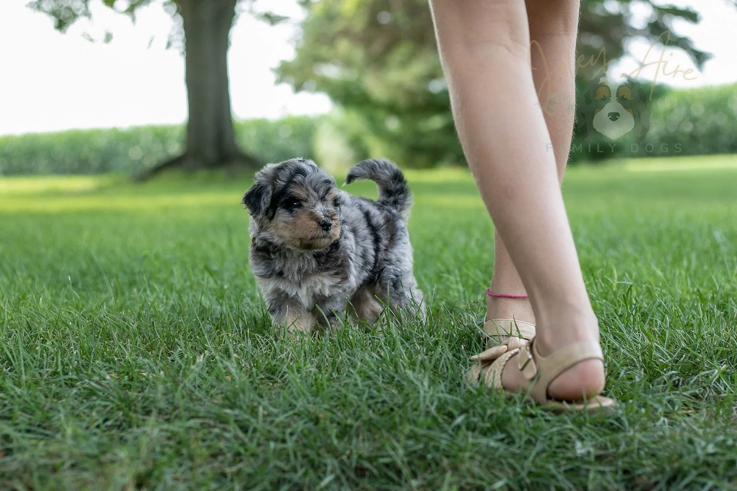 Mary Cassatt Bernedoodle Puppy-179.jpg