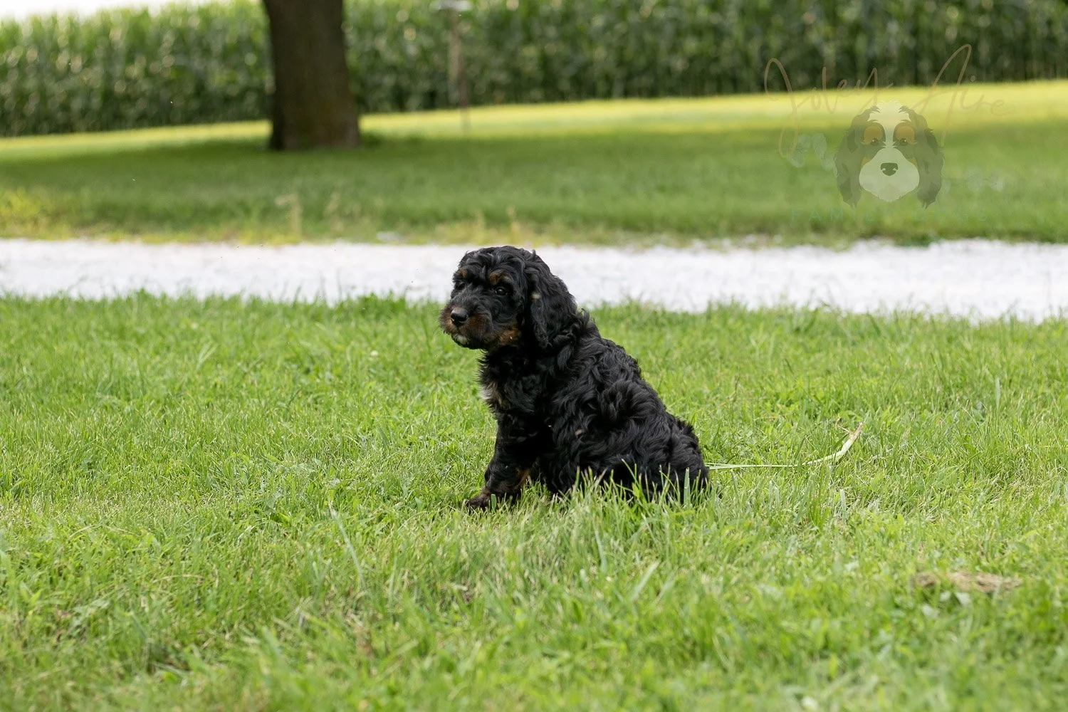 Denali Bernedoodle Puppy-103.jpg