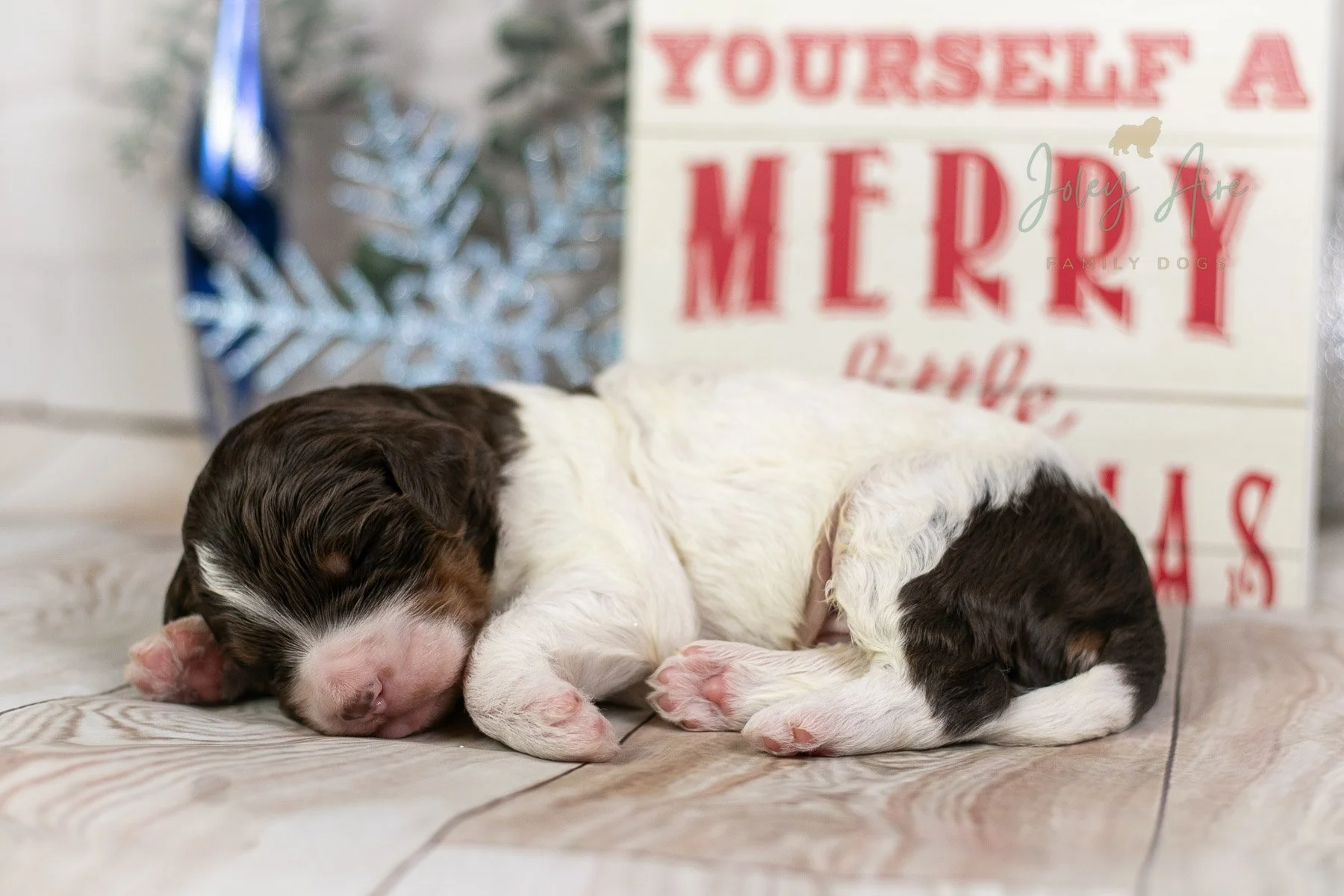 Gandalf - Chocolate Parti Bernedoodle Puppy