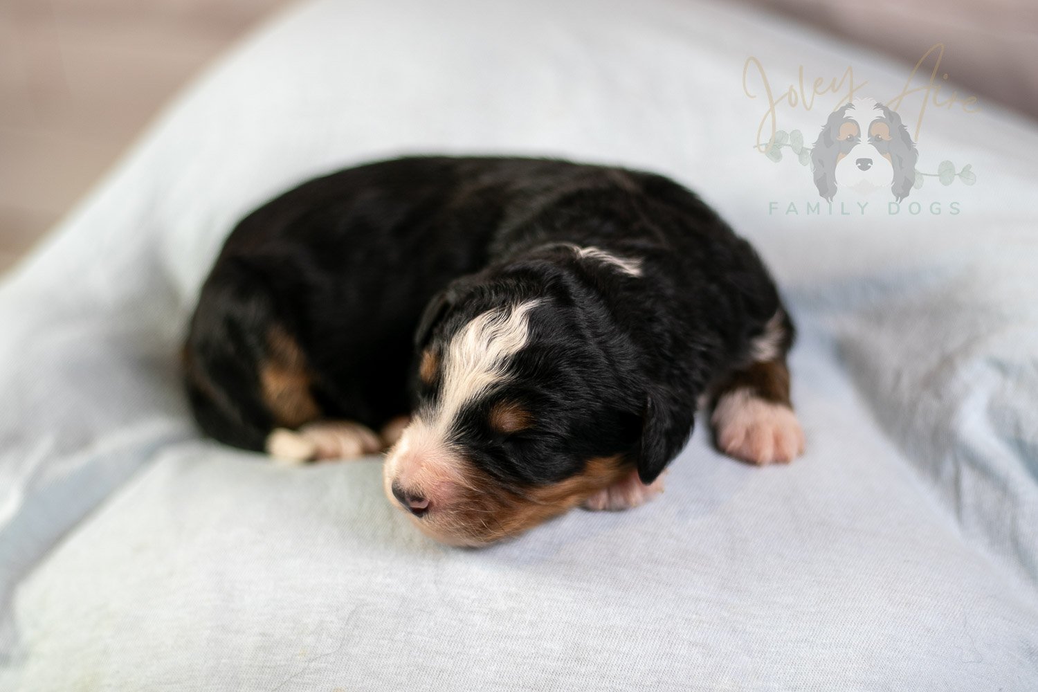 Diana Bernedoodle Puppy-47.jpg