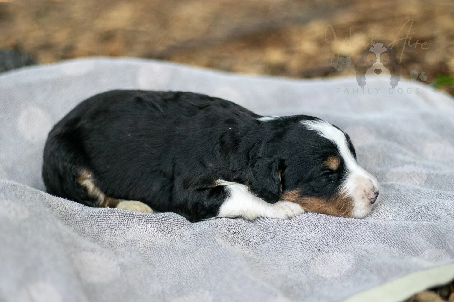 Zion Bernedoodle Puppy-86.jpg