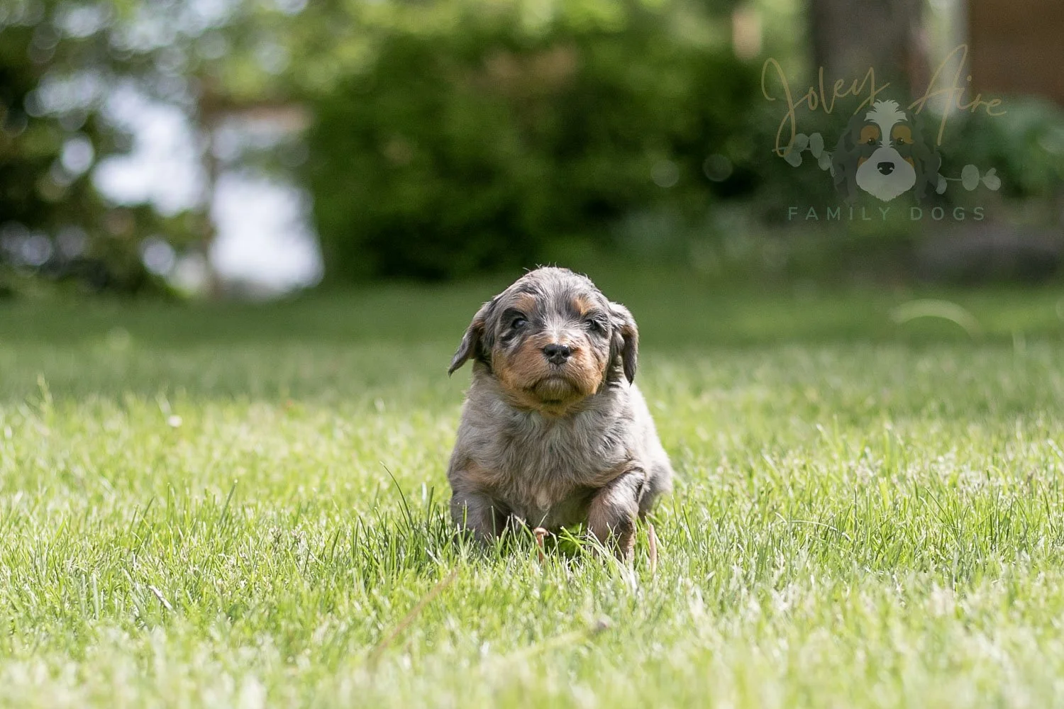 Ukelele Bernedoodle Puppy-21.jpg