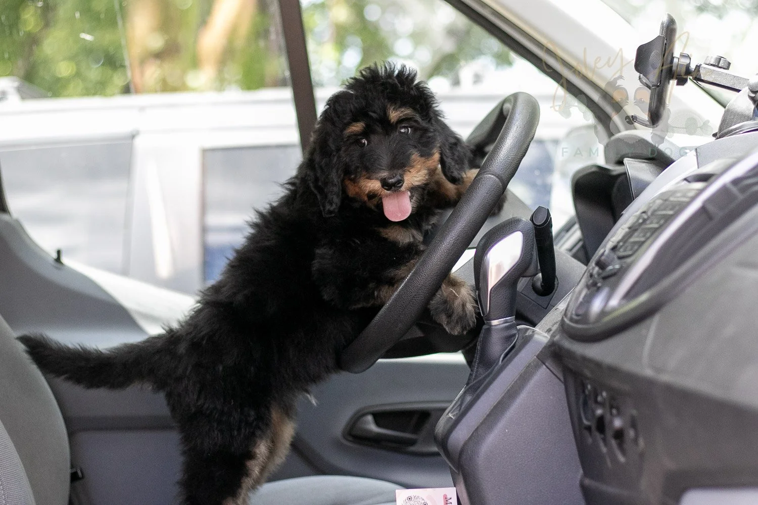 Gilbert Bernedoodle Puppy-349.jpg