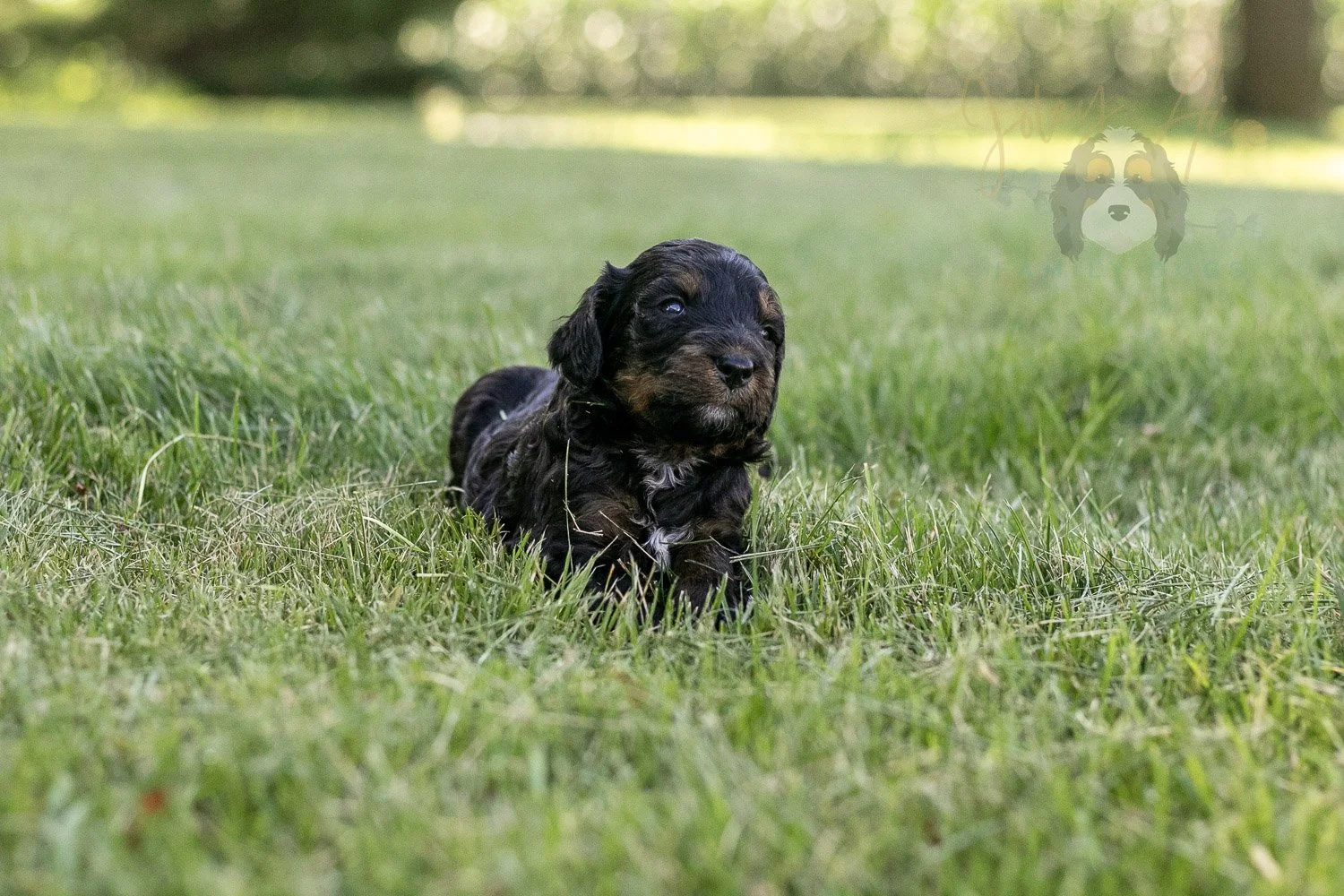 Denali Bernedoodle Puppy-310.jpg