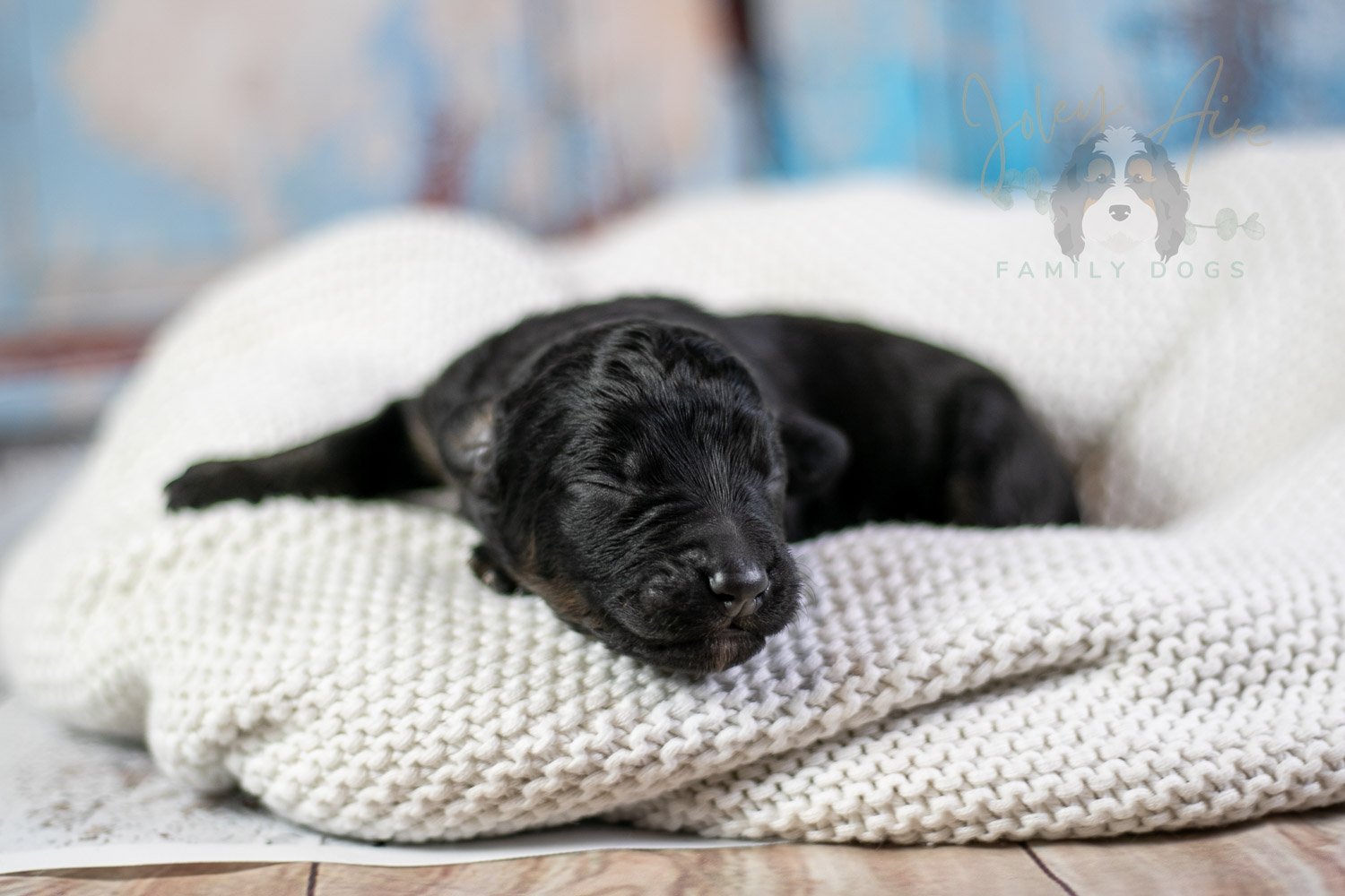Andy Warhol Bernedoodle Puppy-42.jpg