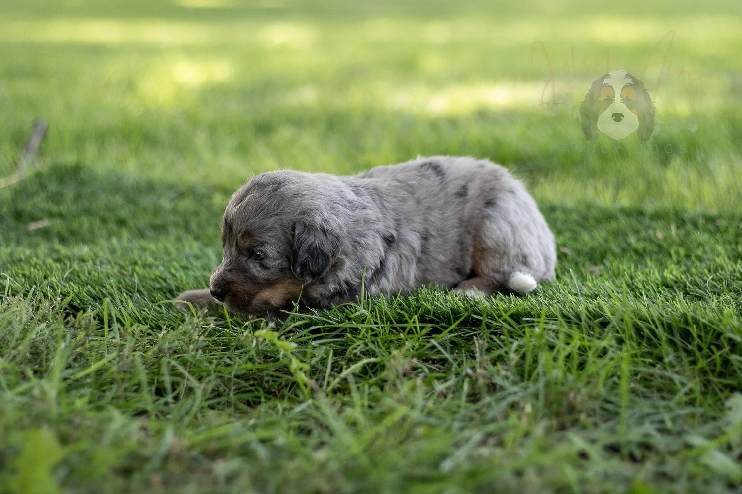 Matthew Cuthbert Bernedoodle Puppy-609.jpg