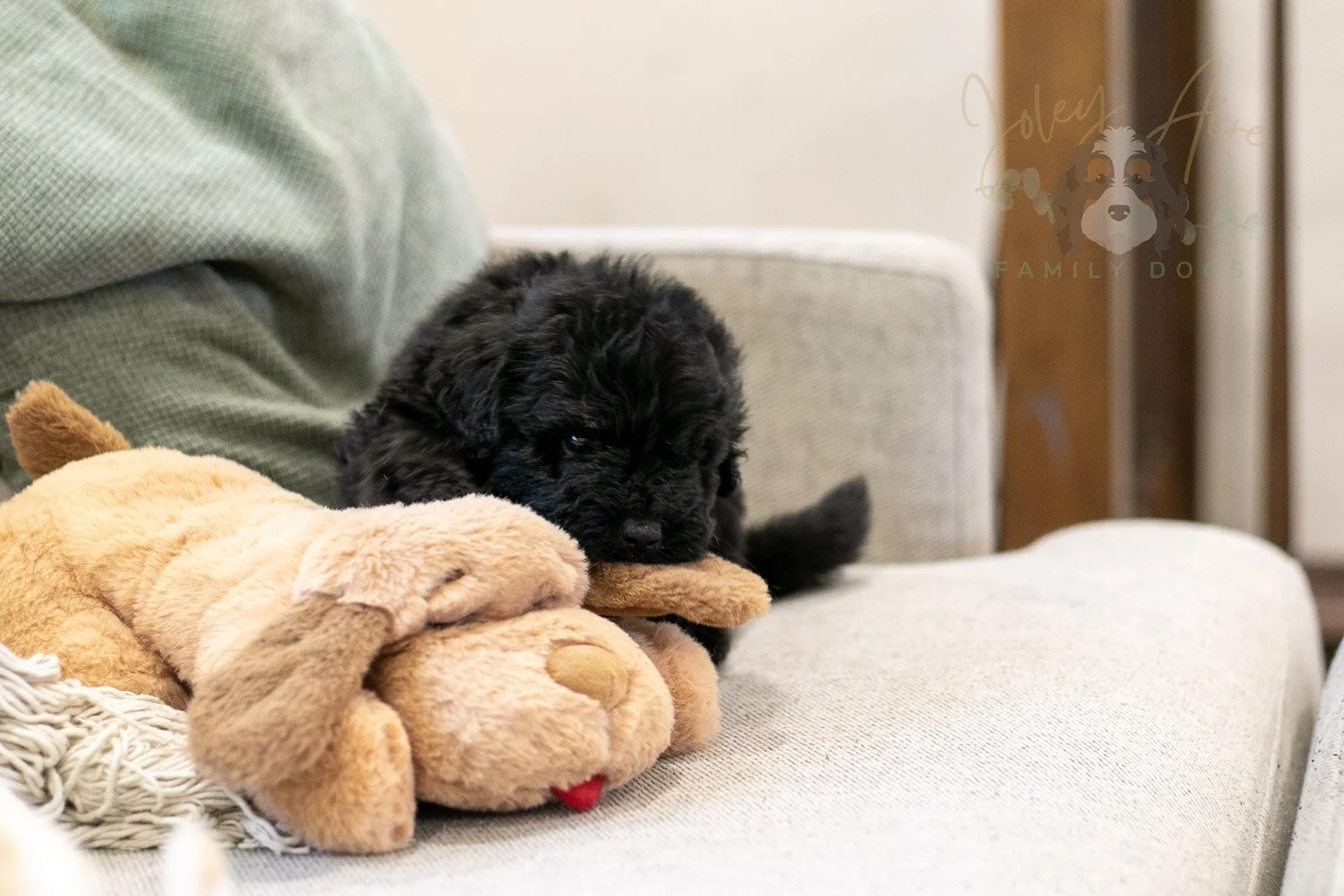 Andy Bernedoodle Puppy-275.jpg