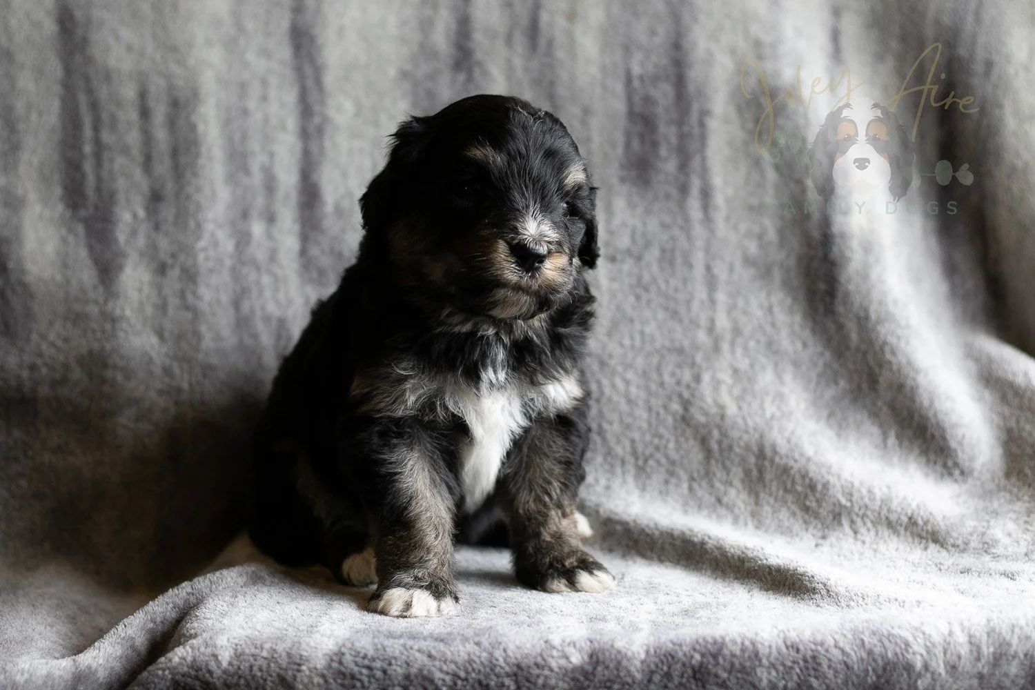 Georgia Bernedoodle Puppy-182.jpg