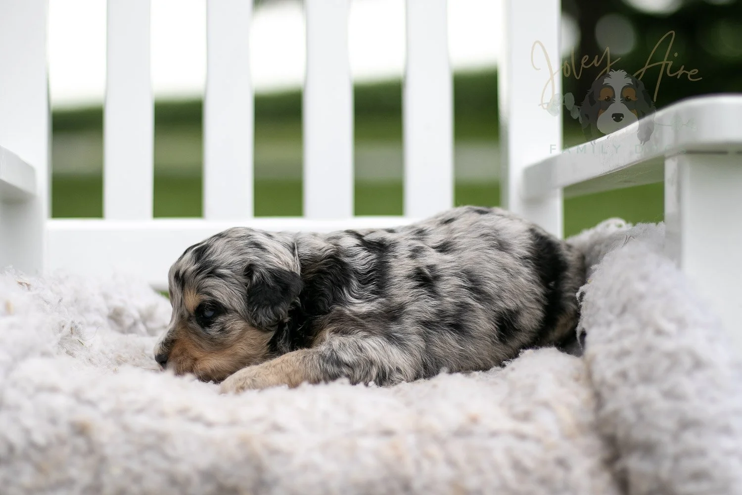 Mary Cassatt Bernedoodle Puppy-672.jpg