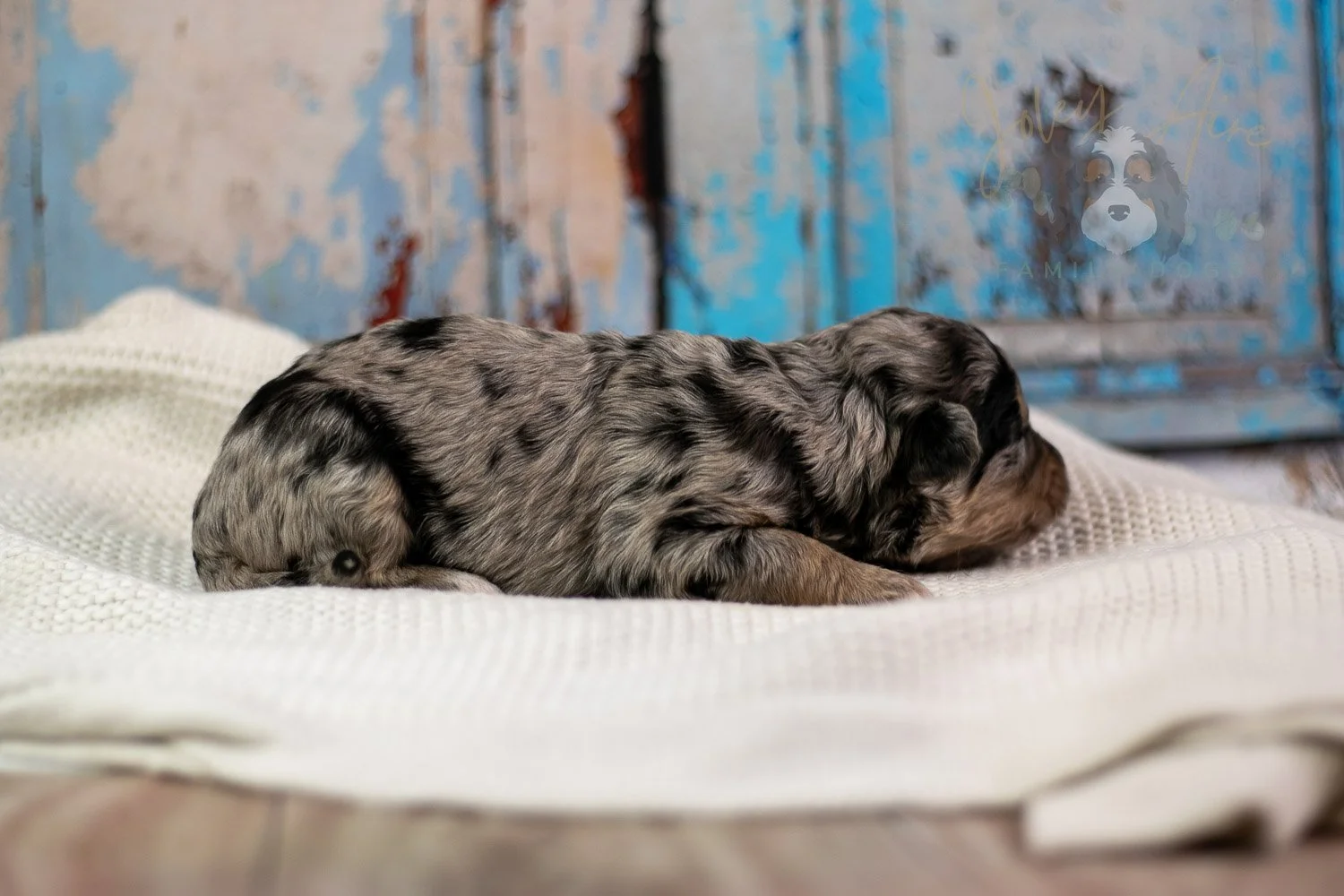 Mary Cassatt Bernedoodle Puppy-258.jpg