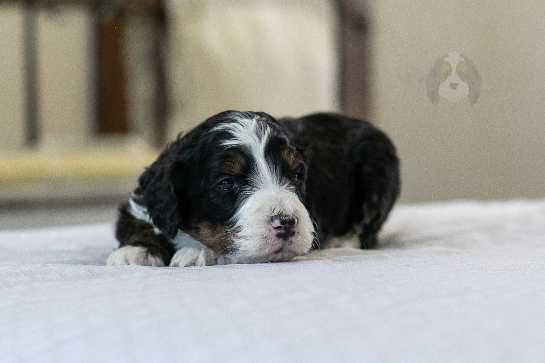 Belle  Bernedoodle Puppy-11.jpg