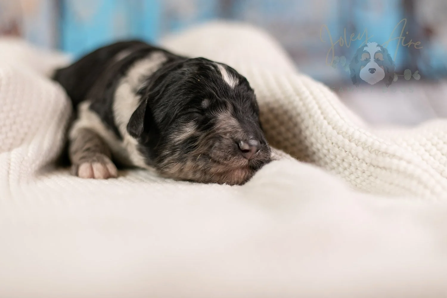Bob Ross Bernedoodle Puppy-137.jpg