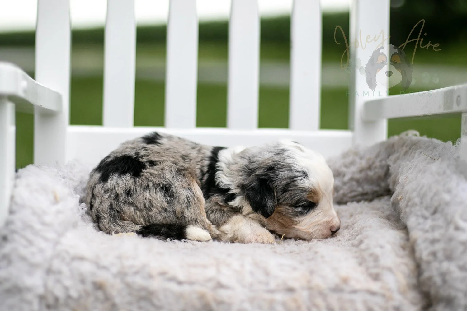 Pablo Picasso Bernedoodle Puppy-700.jpg