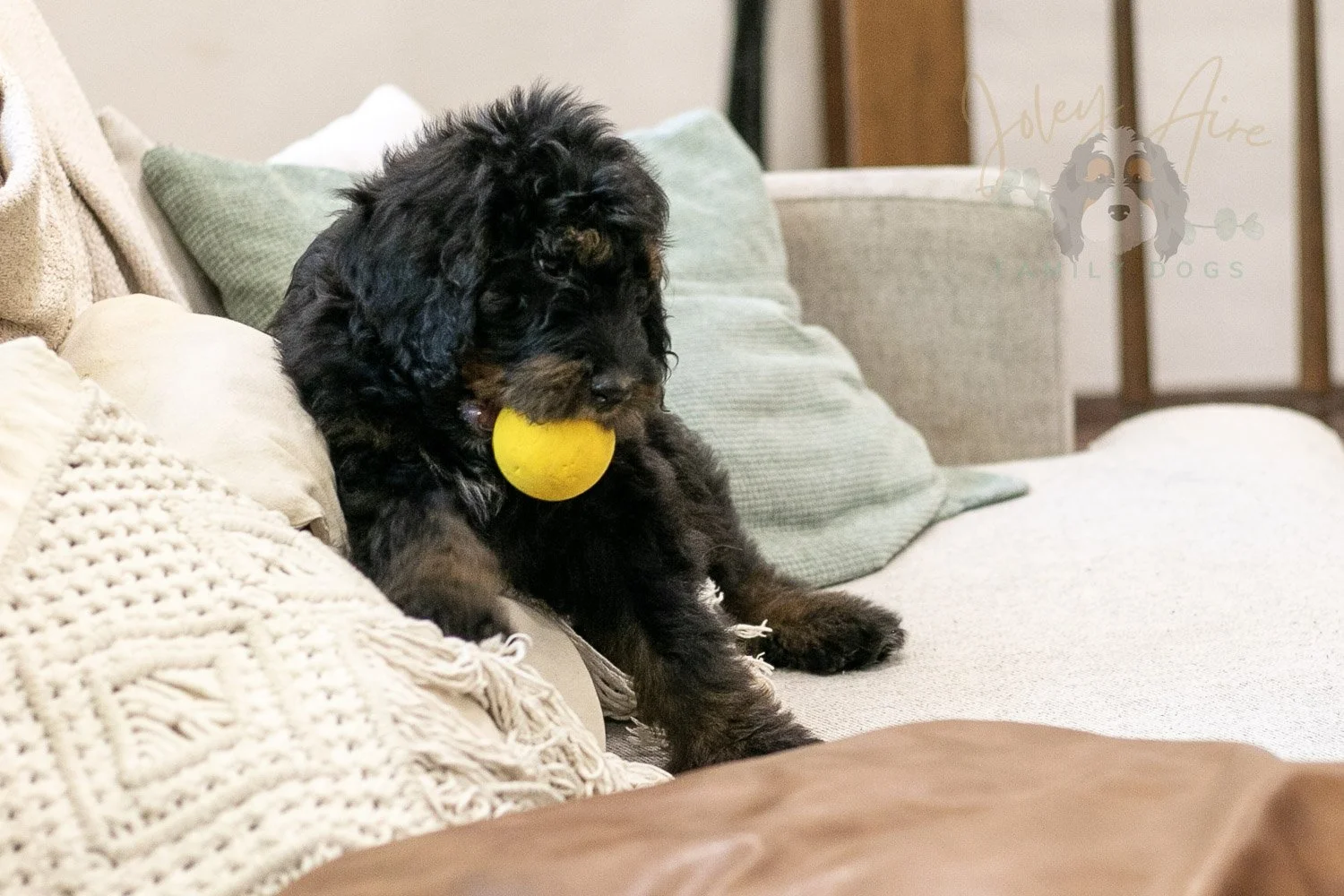 Olympic Bernedoodle Puppy-453.jpg