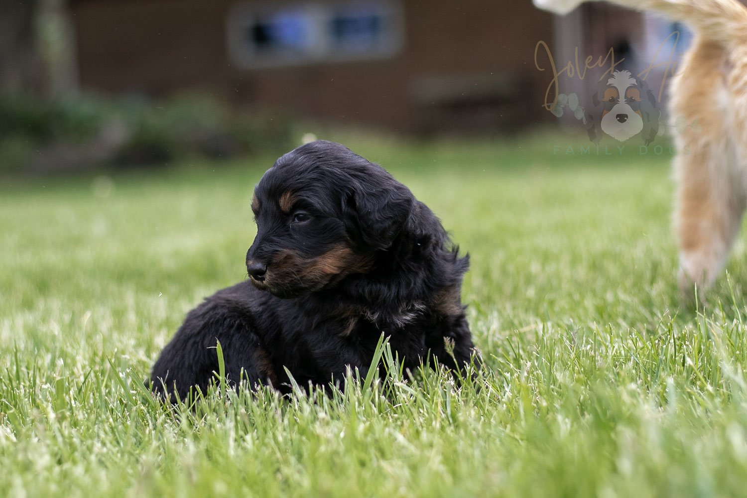 Piano Bernedoodle Puppy-26.jpg