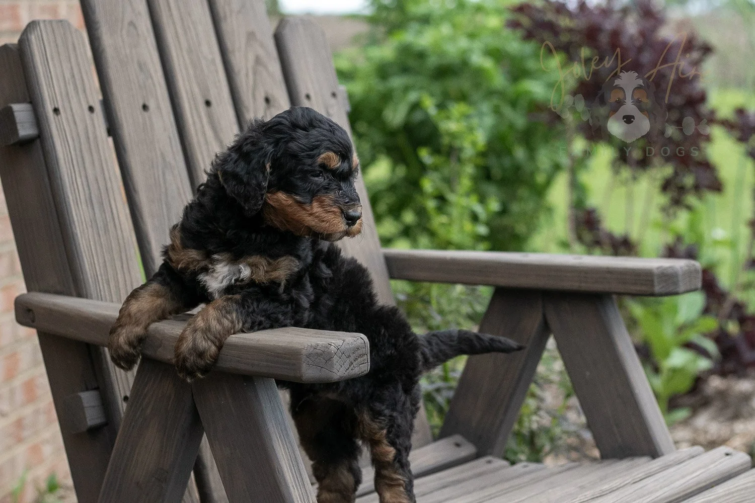 Banjo Bernedoodle Puppy-19.jpg