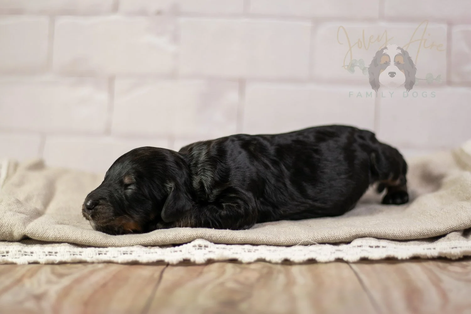 Denali Bernedoodle Puppy-154.jpg