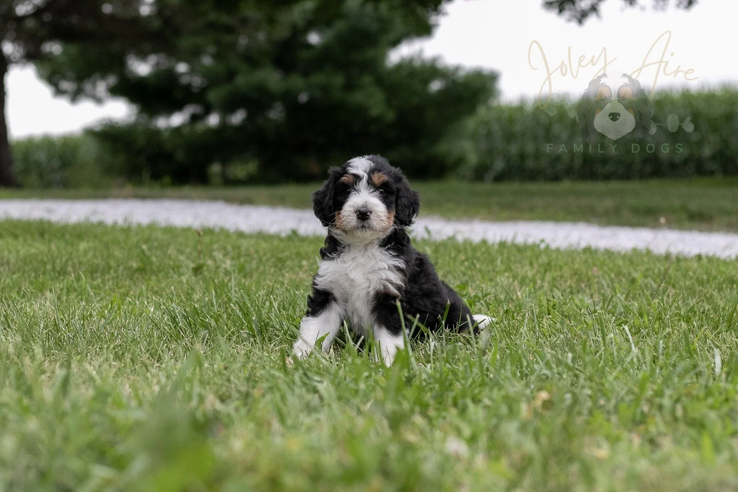 Zion Bernedoodle Puppy-14.jpg