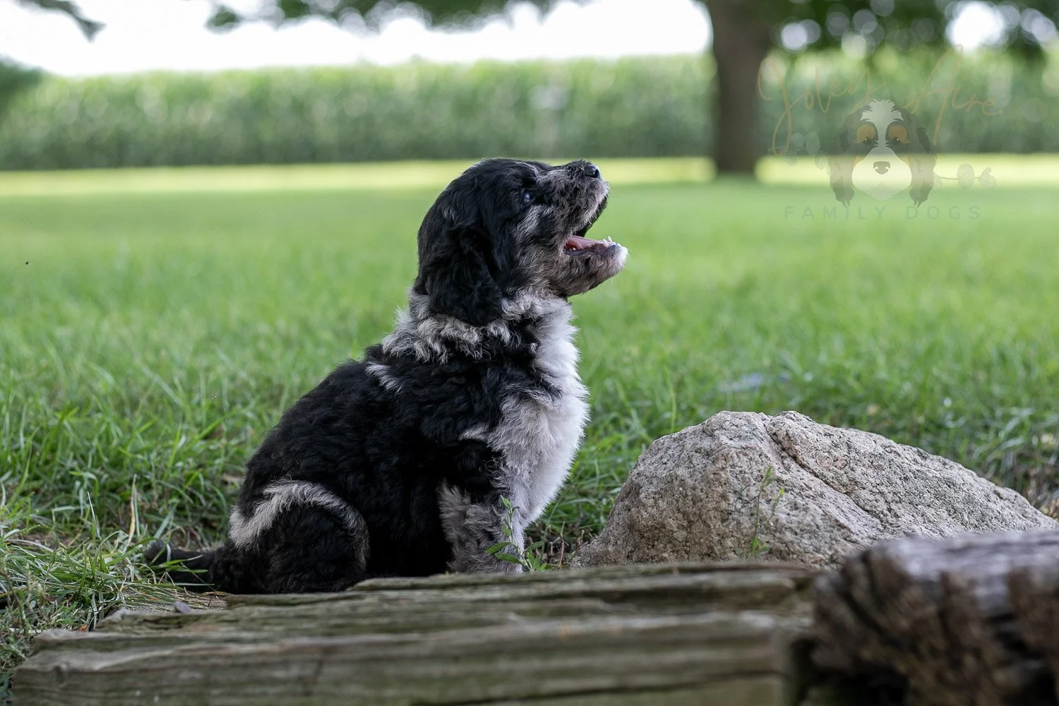 Bob Ross Bernedoodle Puppy-147.jpg