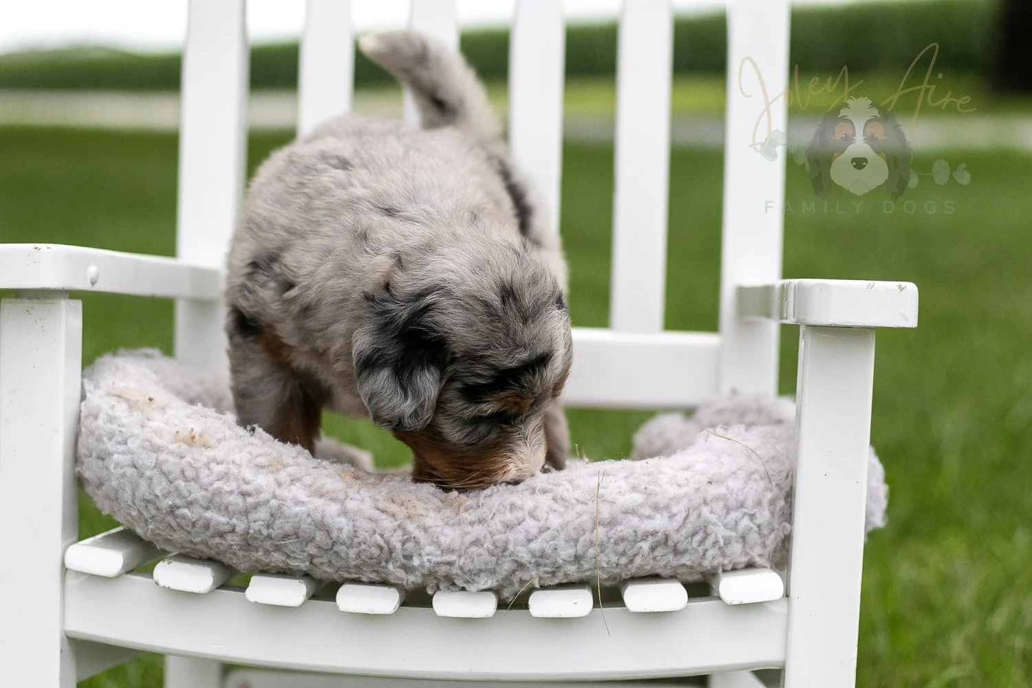 Rachel Lynde Bernedoodle Puppy-0998.jpg