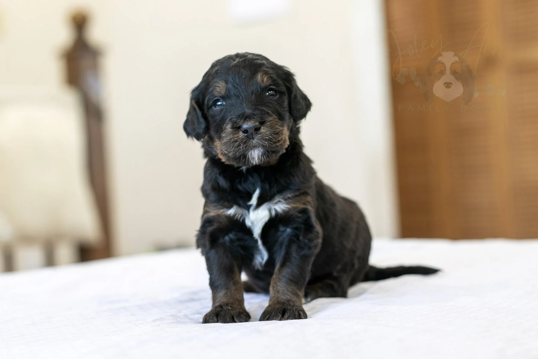 Aurora | Phantom Female F1 Bernedoodle Puppy – Illinois