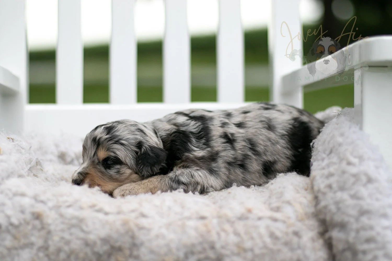 Mary Cassatt Bernedoodle Puppy-673.jpg