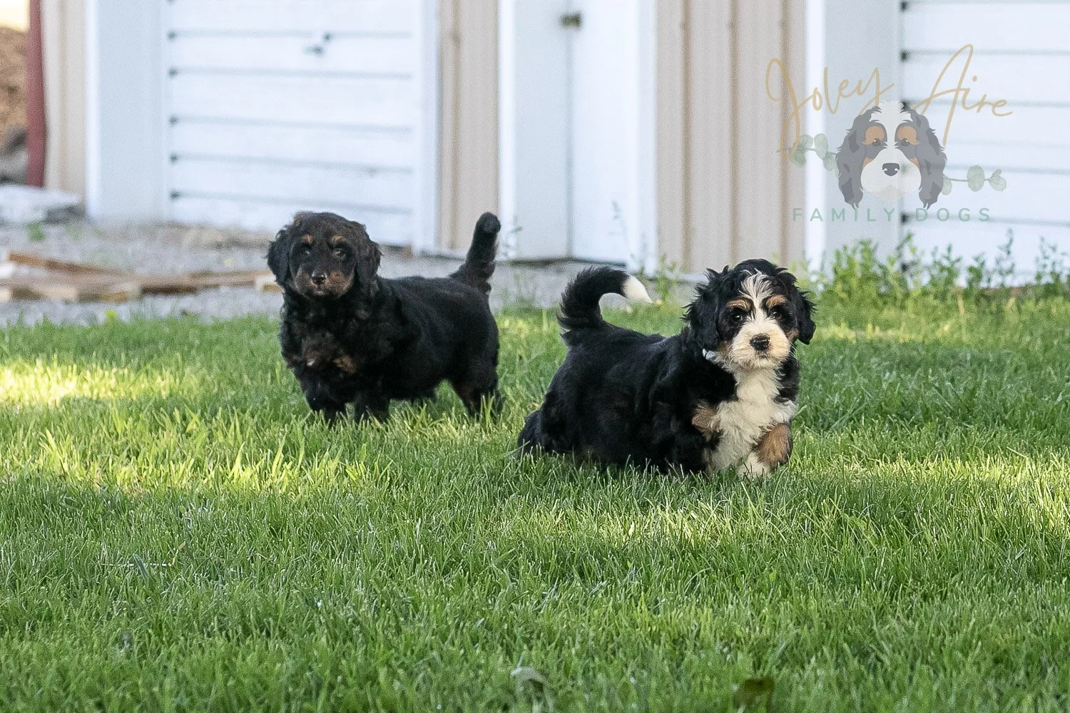 Piano Bernedoodle Puppy-29.jpg