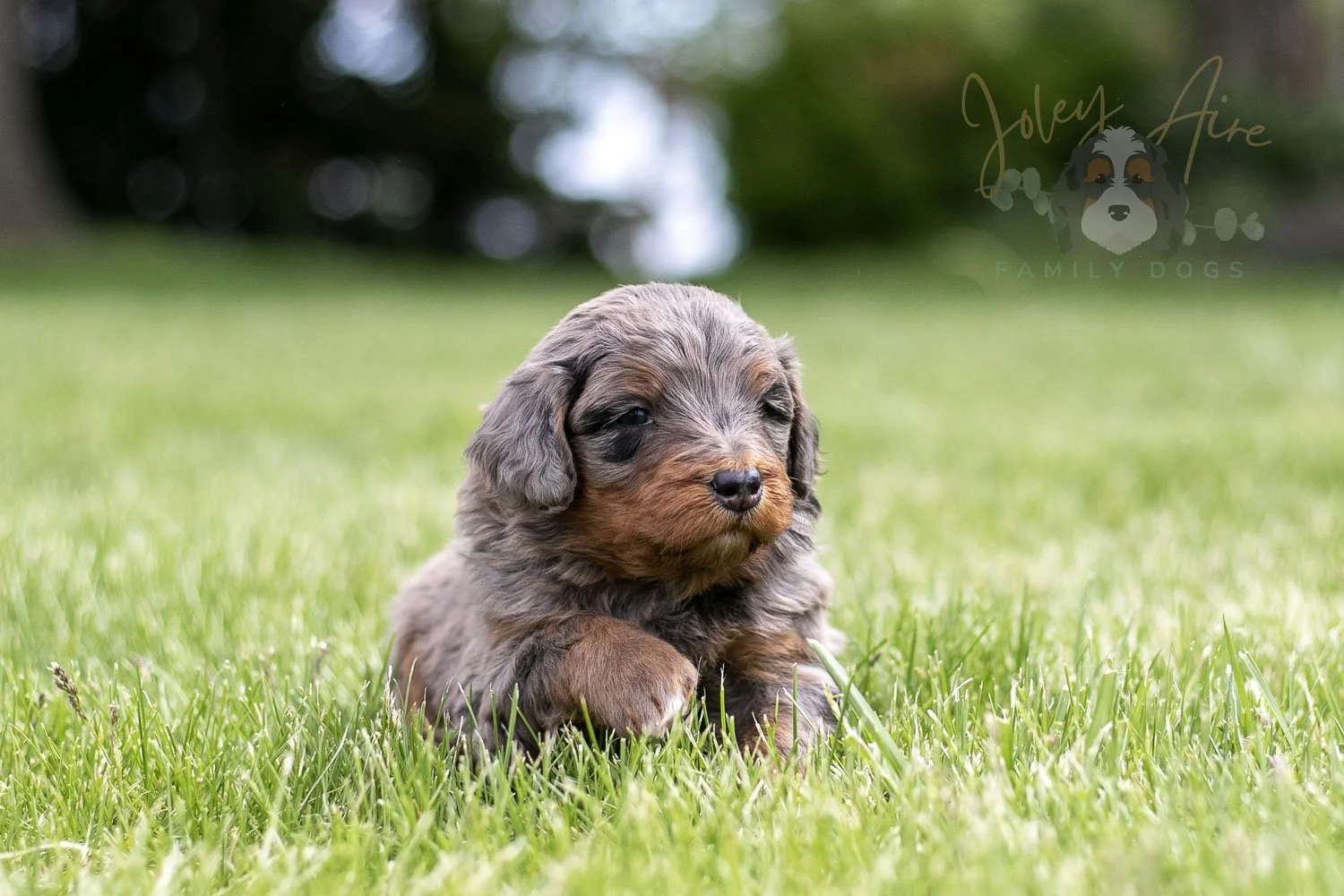 Flute Bernedoodle Puppy-28.jpg