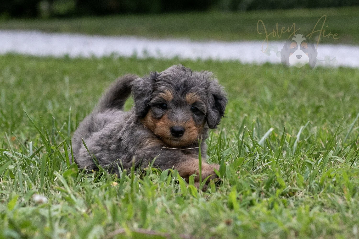 Josie Pye Bernedoodle Puppy-76.jpg