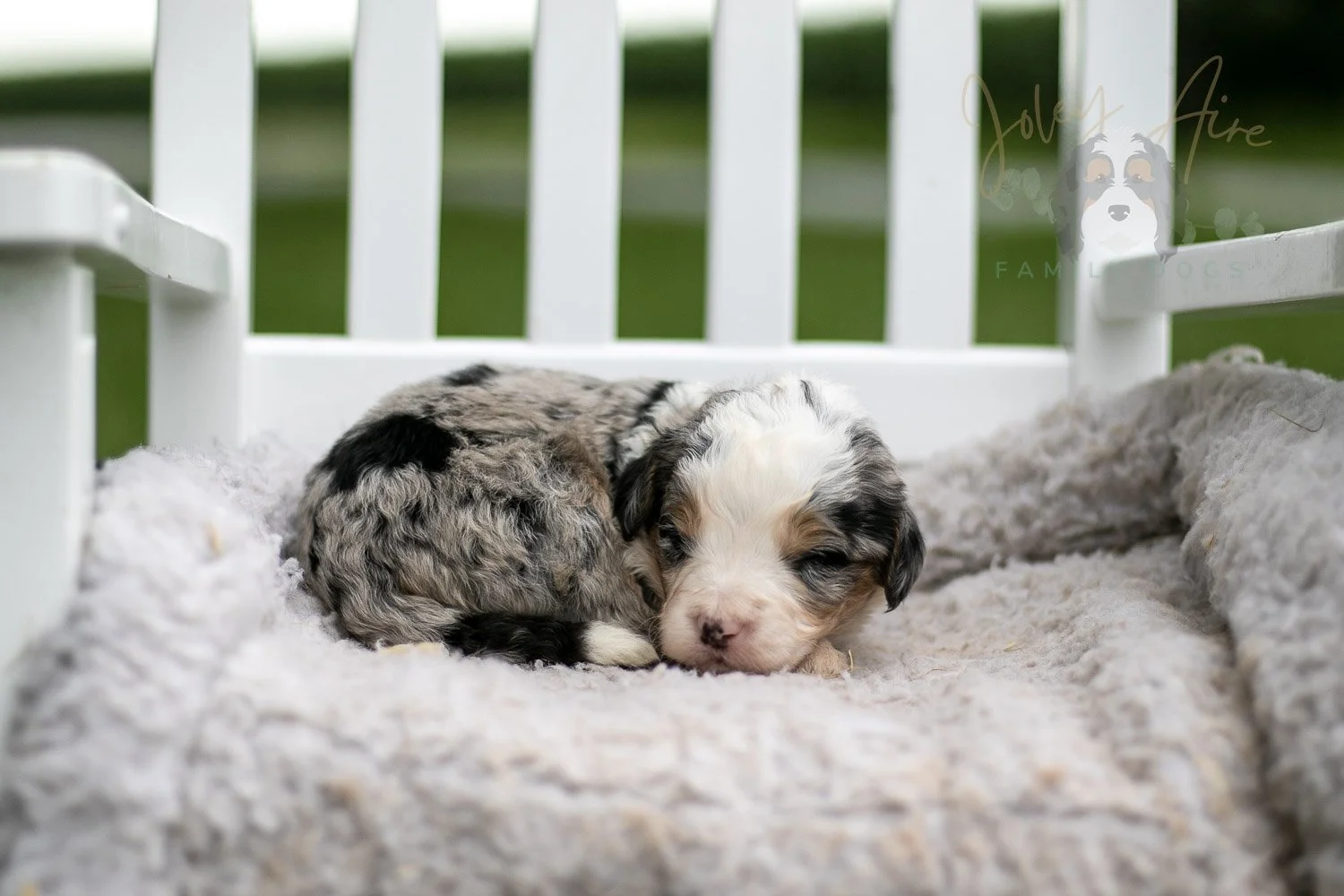 Pablo Picasso Bernedoodle Puppy-699.jpg