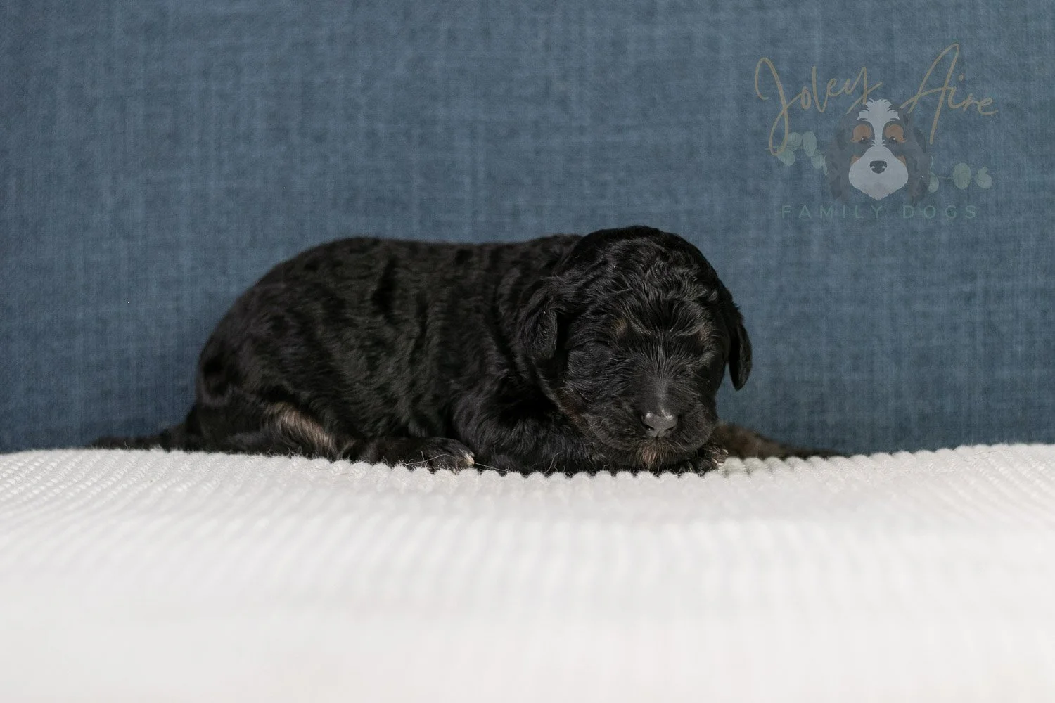 Amy Bernedoodle Puppy-097.jpg